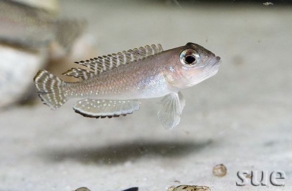 Lamprologus ornatipinnis 'Kigoma'